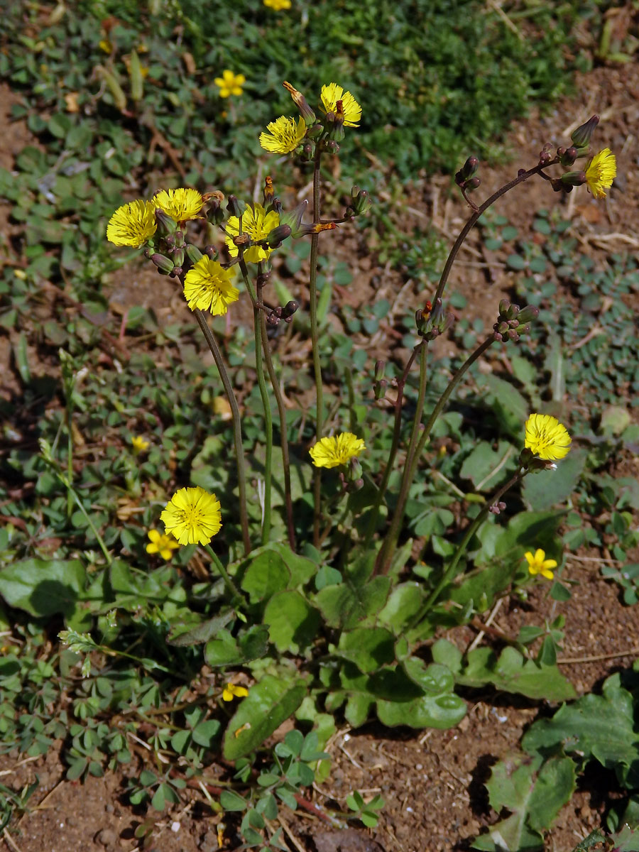 Youngia japonica (L.) DC.