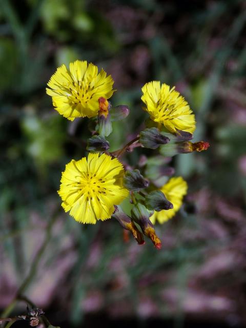 Youngia japonica (L.) DC.