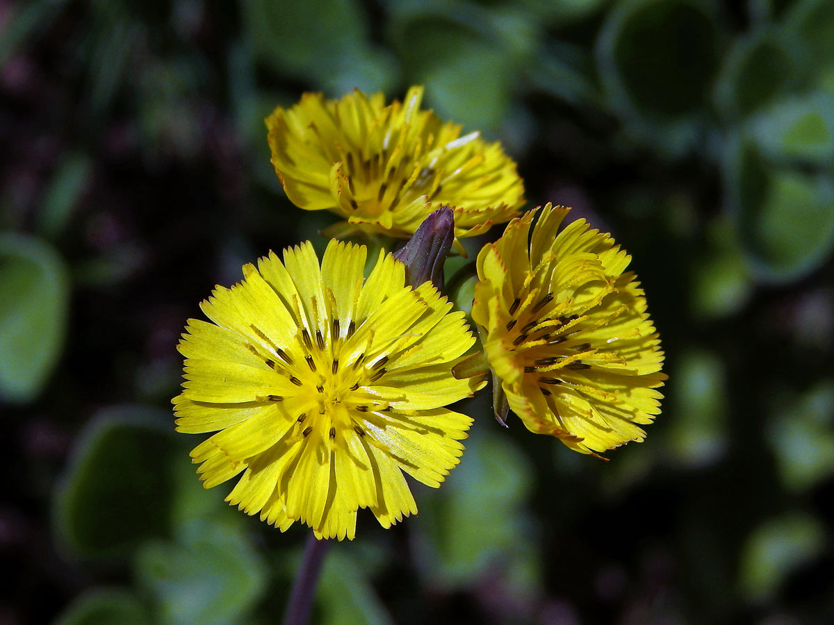 Youngia japonica (L.) DC.