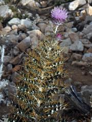 Bodlinatec tyrhénský (Ptilostemon casabonae (L.) Greuter)