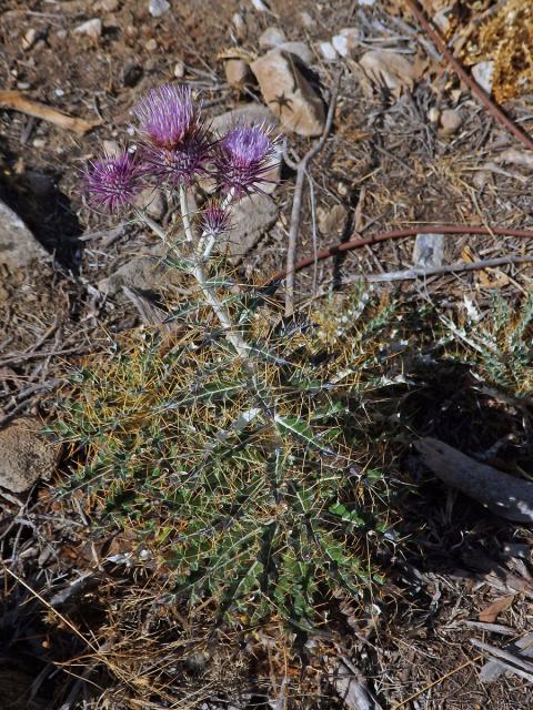 Bodlinatec tyrhénský (Ptilostemon casabonae (L.) Greuter)