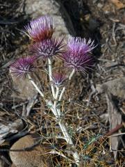 Bodlinatec tyrhénský (Ptilostemon casabonae (L.) Greuter)