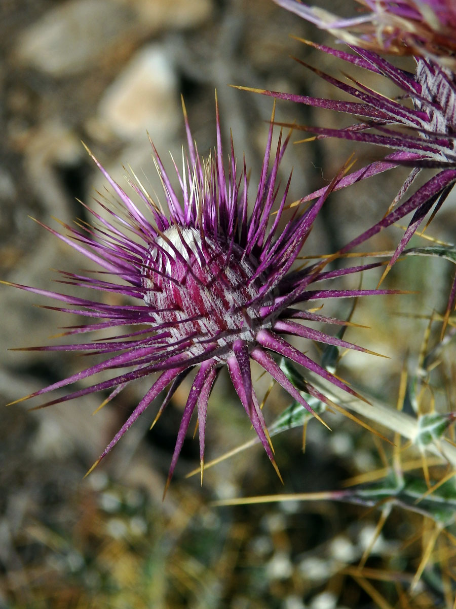 Bodlinatec tyrhénský (Ptilostemon casabonae (L.) Greuter)