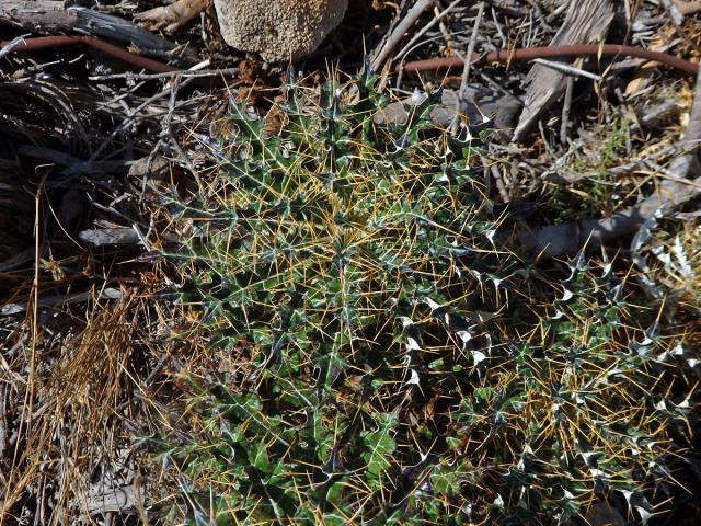 Bodlinatec tyrhénský (Ptilostemon casabonae (L.) Greuter)