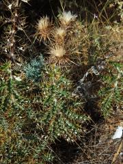 Bodlinatec tyrhénský (Ptilostemon casabonae (L.) Greuter)