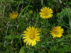 Volovec vrbolistý (Buphthalmum salicifolium L.)