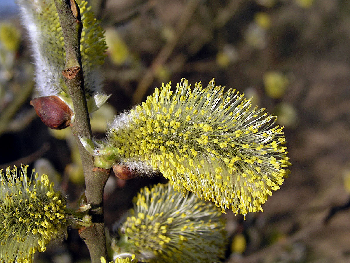 Vrba jíva (Salix caprea L.)