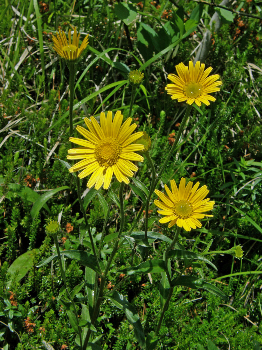 Volovec vrbolistý (Buphthalmum salicifolium L.)