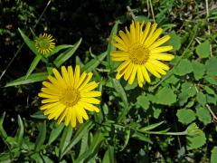 Volovec vrbolistý (Buphthalmum salicifolium L.)