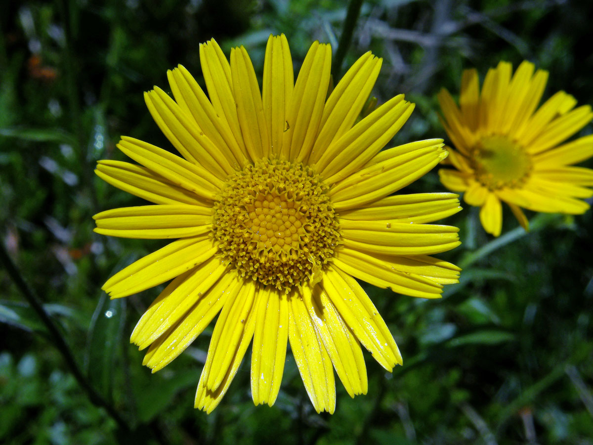 Volovec vrbolistý (Buphthalmum salicifolium L.)