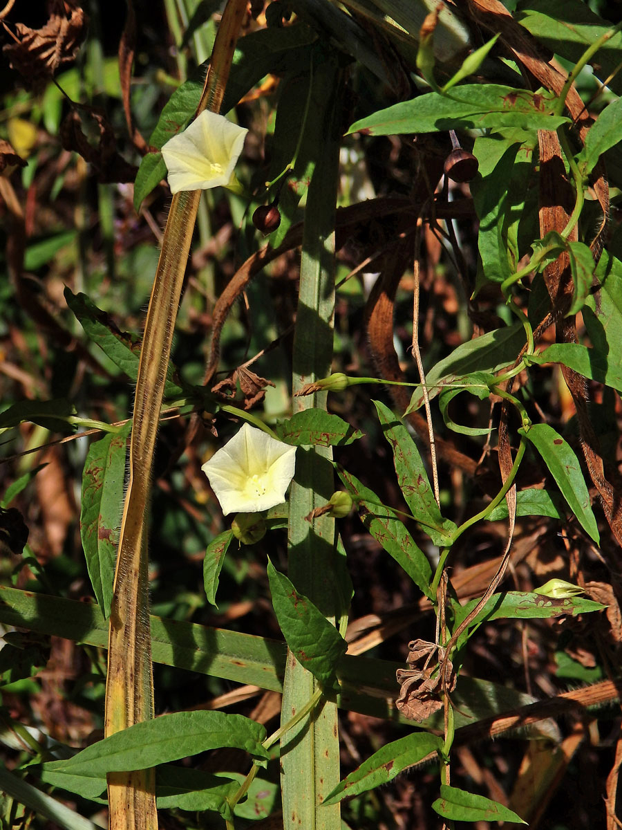 Merremia tridentata (L.) Hallier f.