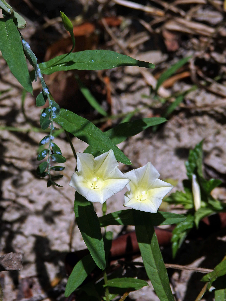 Merremia tridentata (L.) Hallier f.