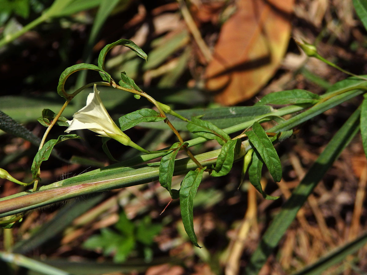 Merremia tridentata (L.) Hallier f.