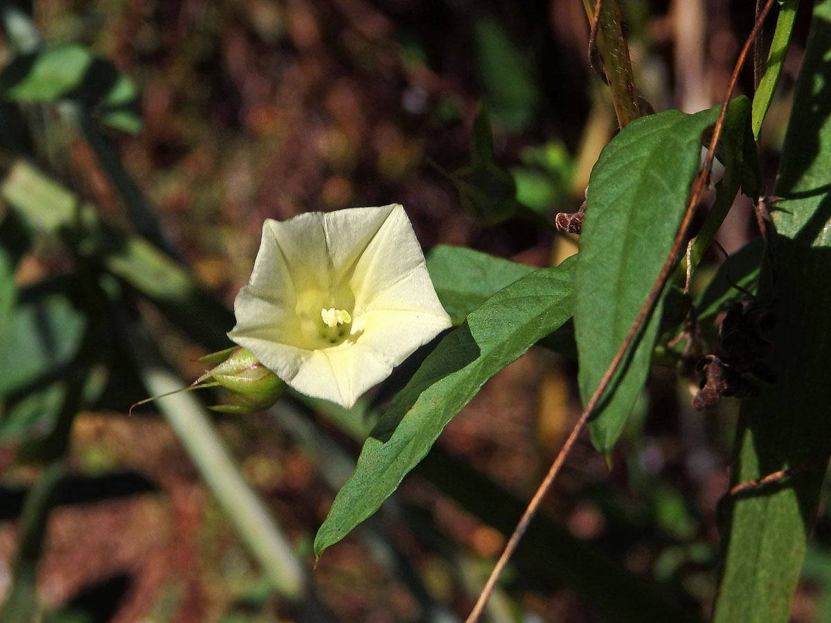 Merremia tridentata (L.) Hallier f.