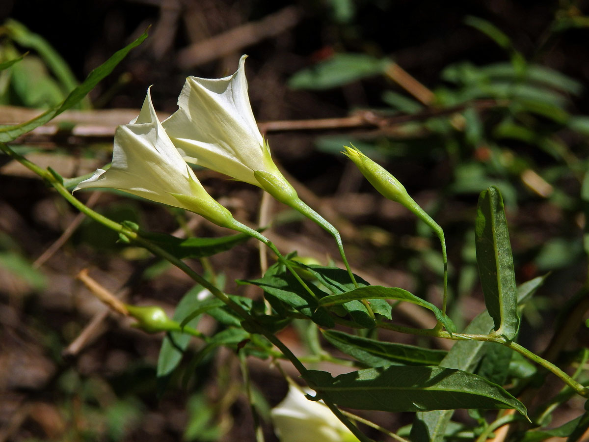 Merremia tridentata (L.) Hallier f.