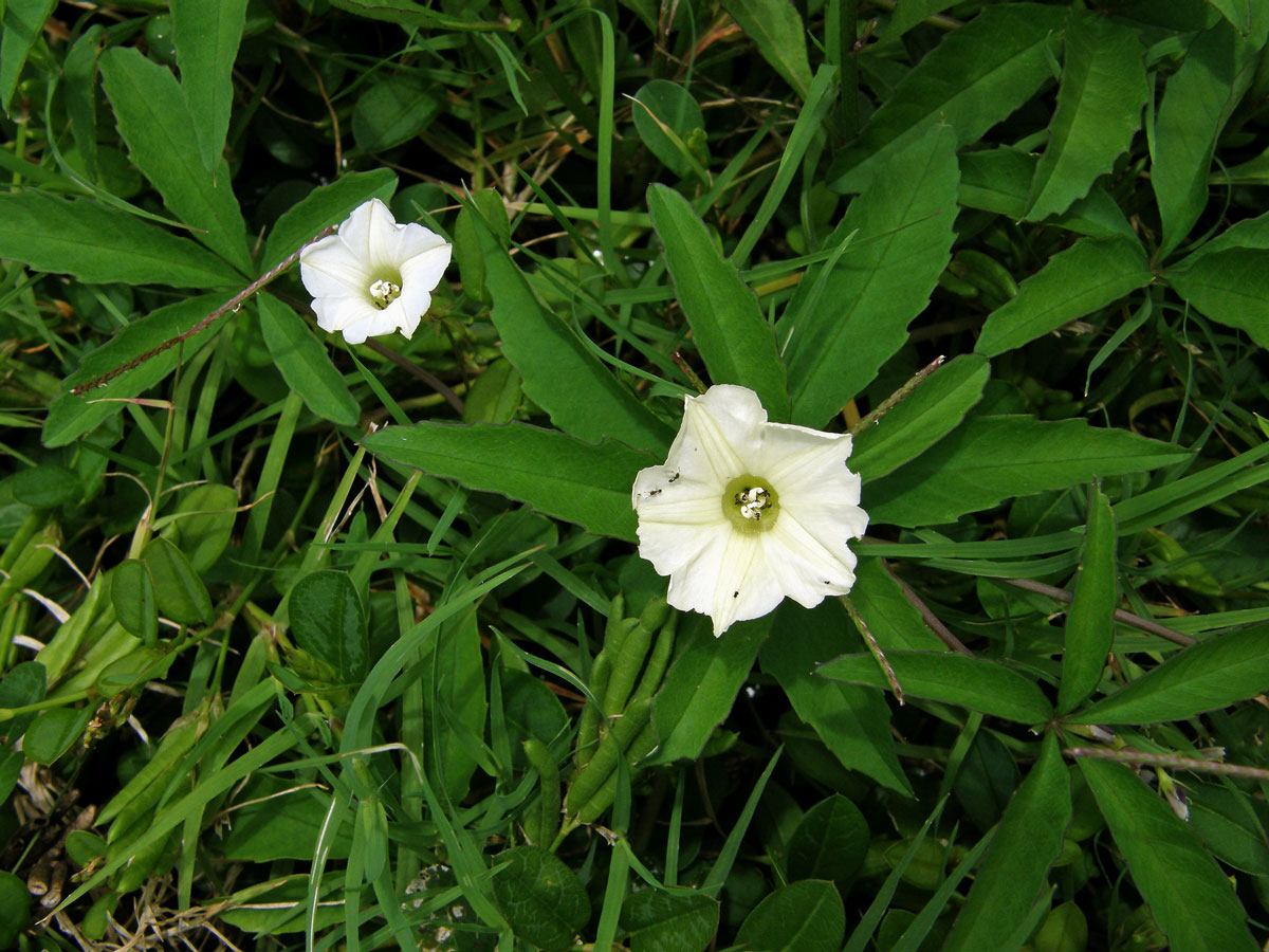 Merremia quinquefolia (L.) Hallier f.