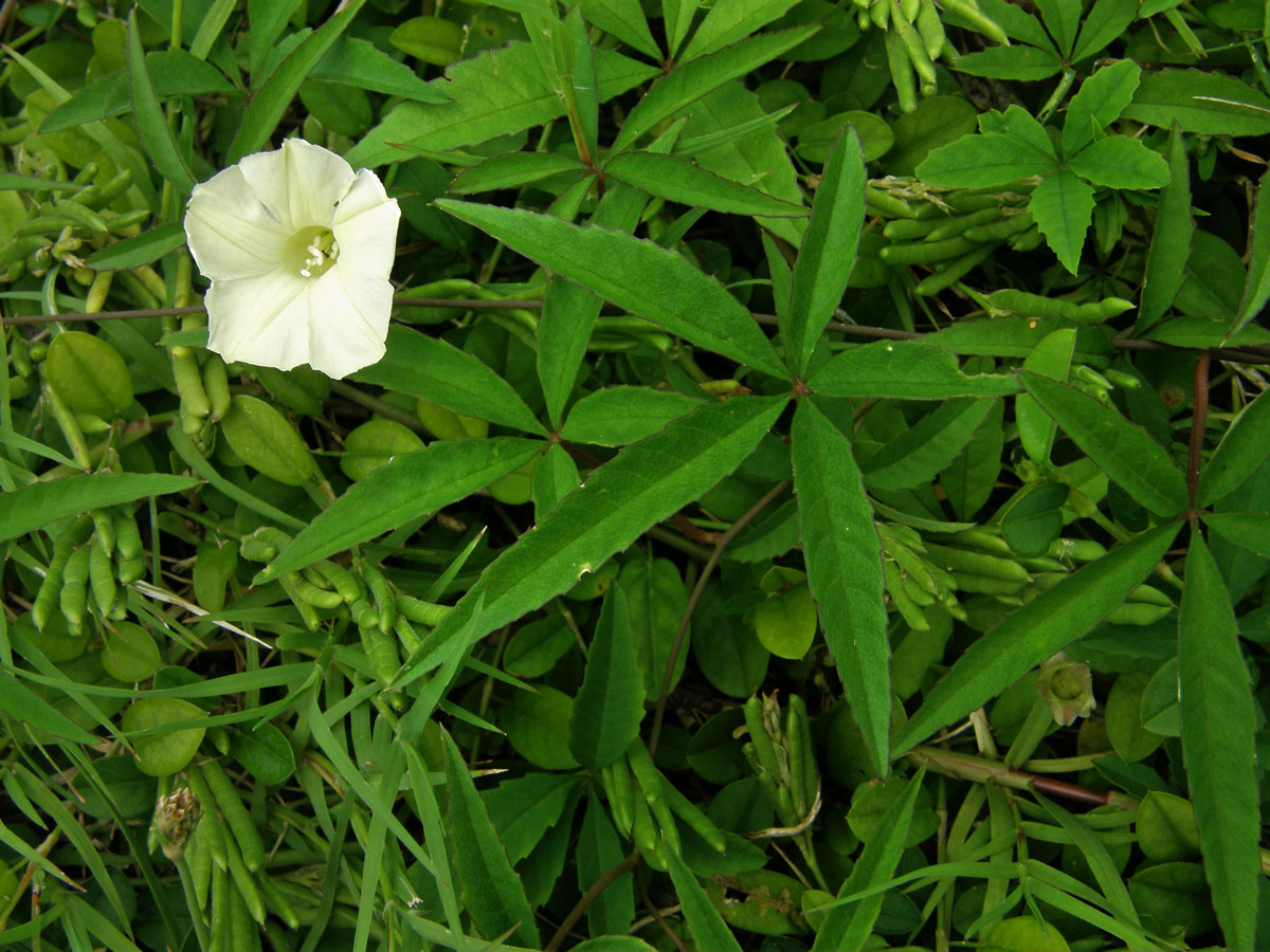 Merremia quinquefolia (L.) Hallier f.