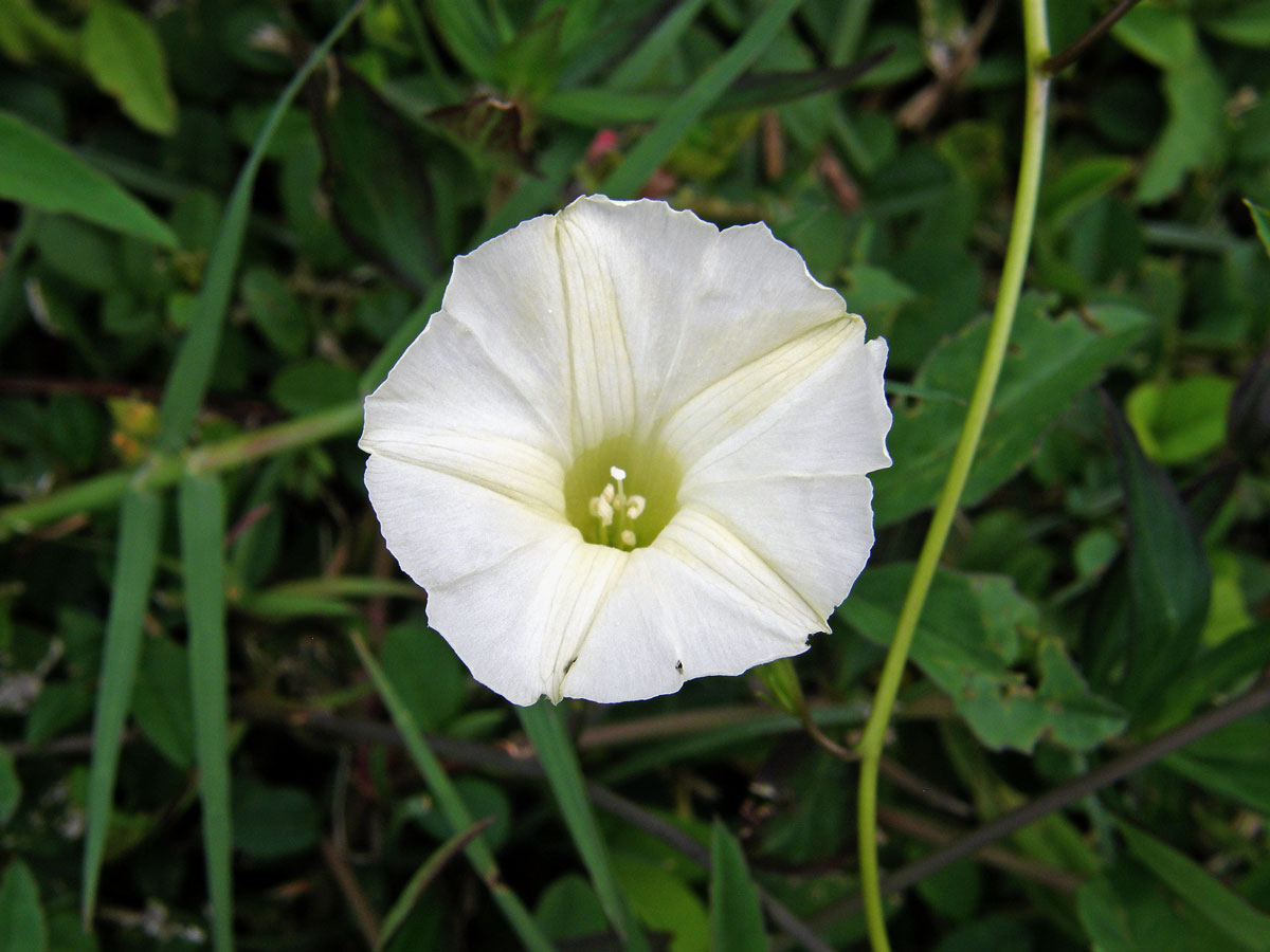 Merremia quinquefolia (L.) Hallier f.