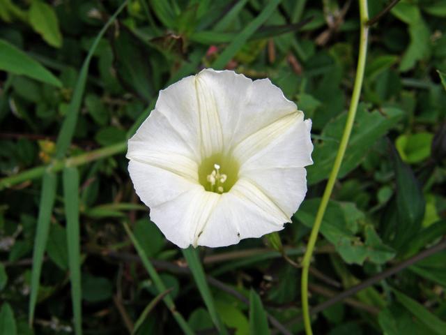 Merremia quinquefolia (L.) Hallier f.