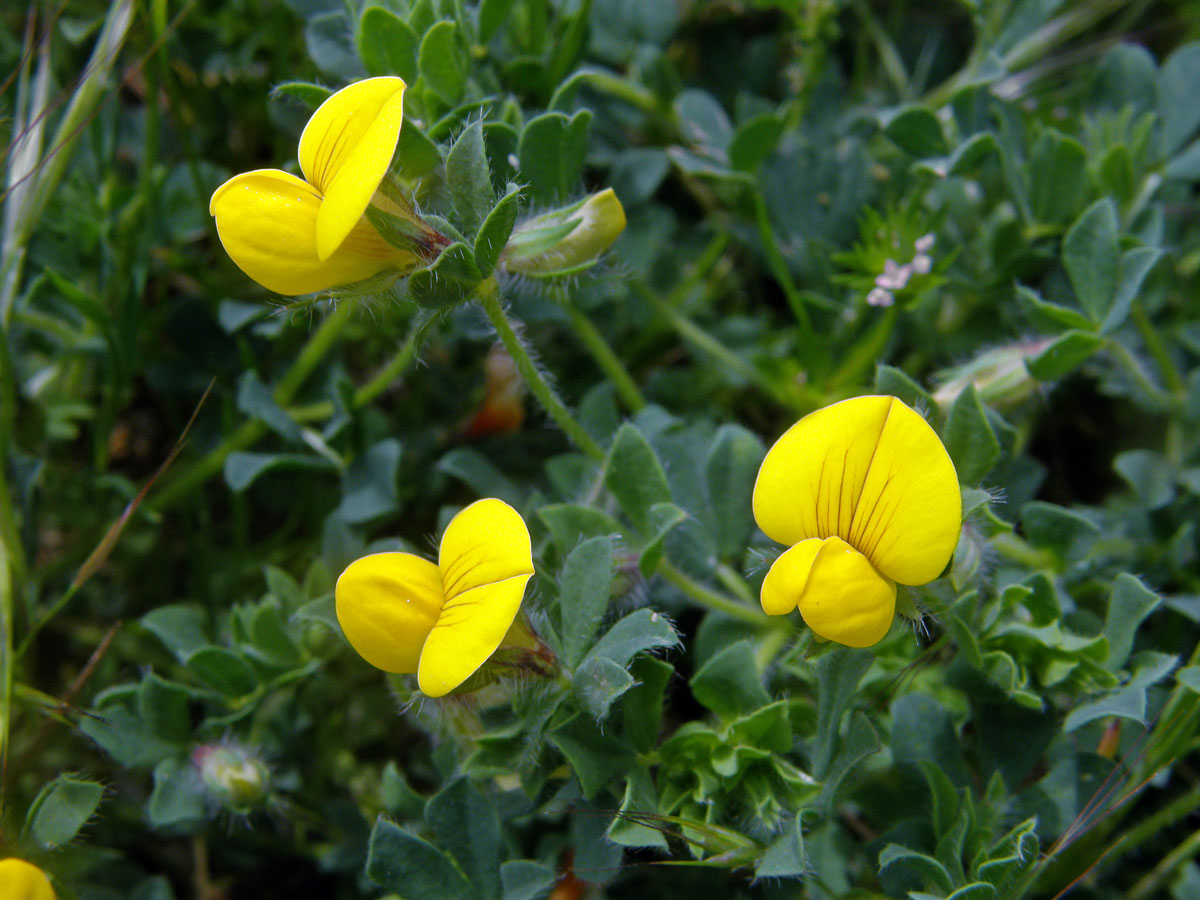 Štírovník jedlý (Lotus edulis L.)