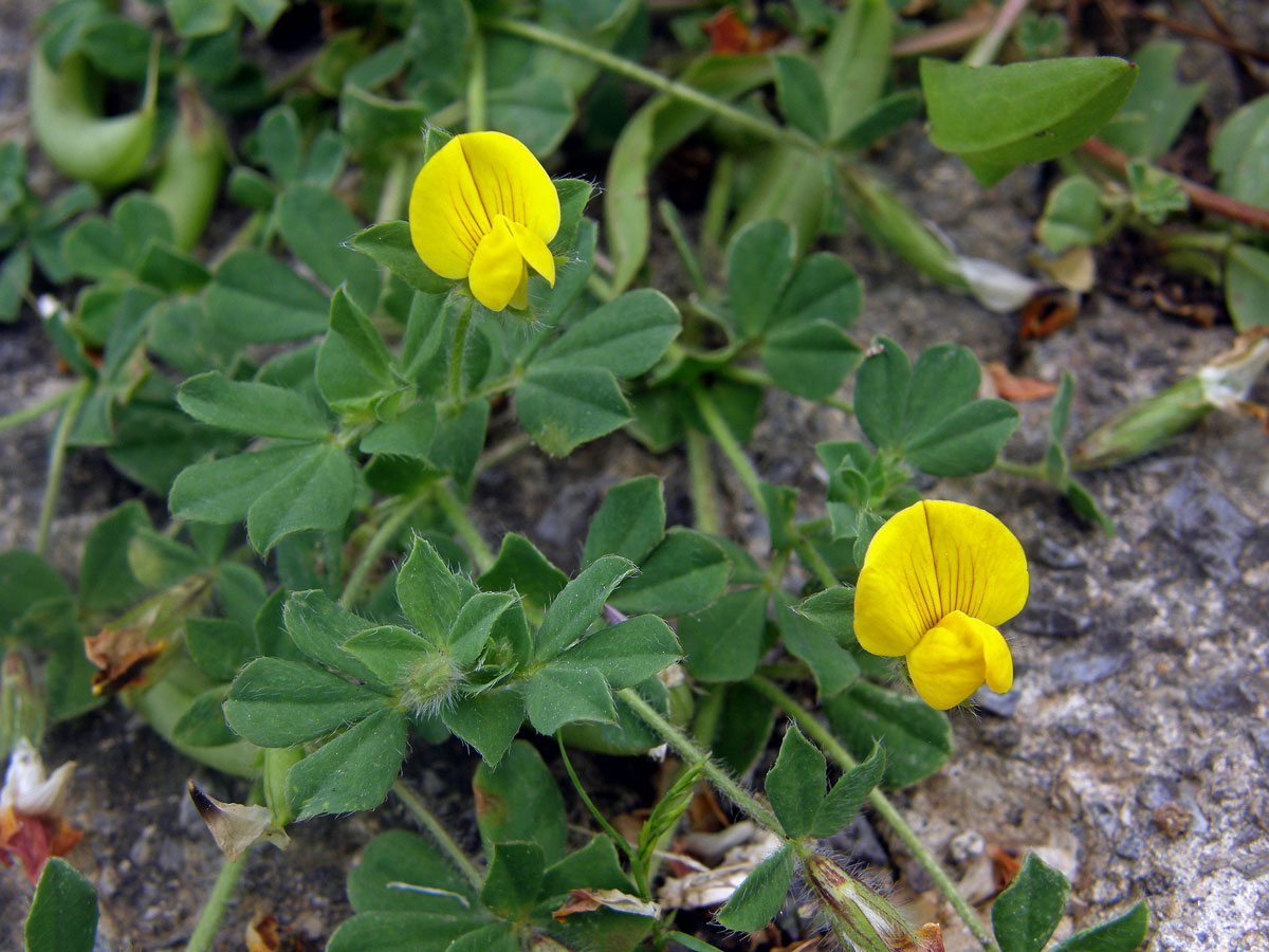 Štírovník jedlý (Lotus edulis L.)