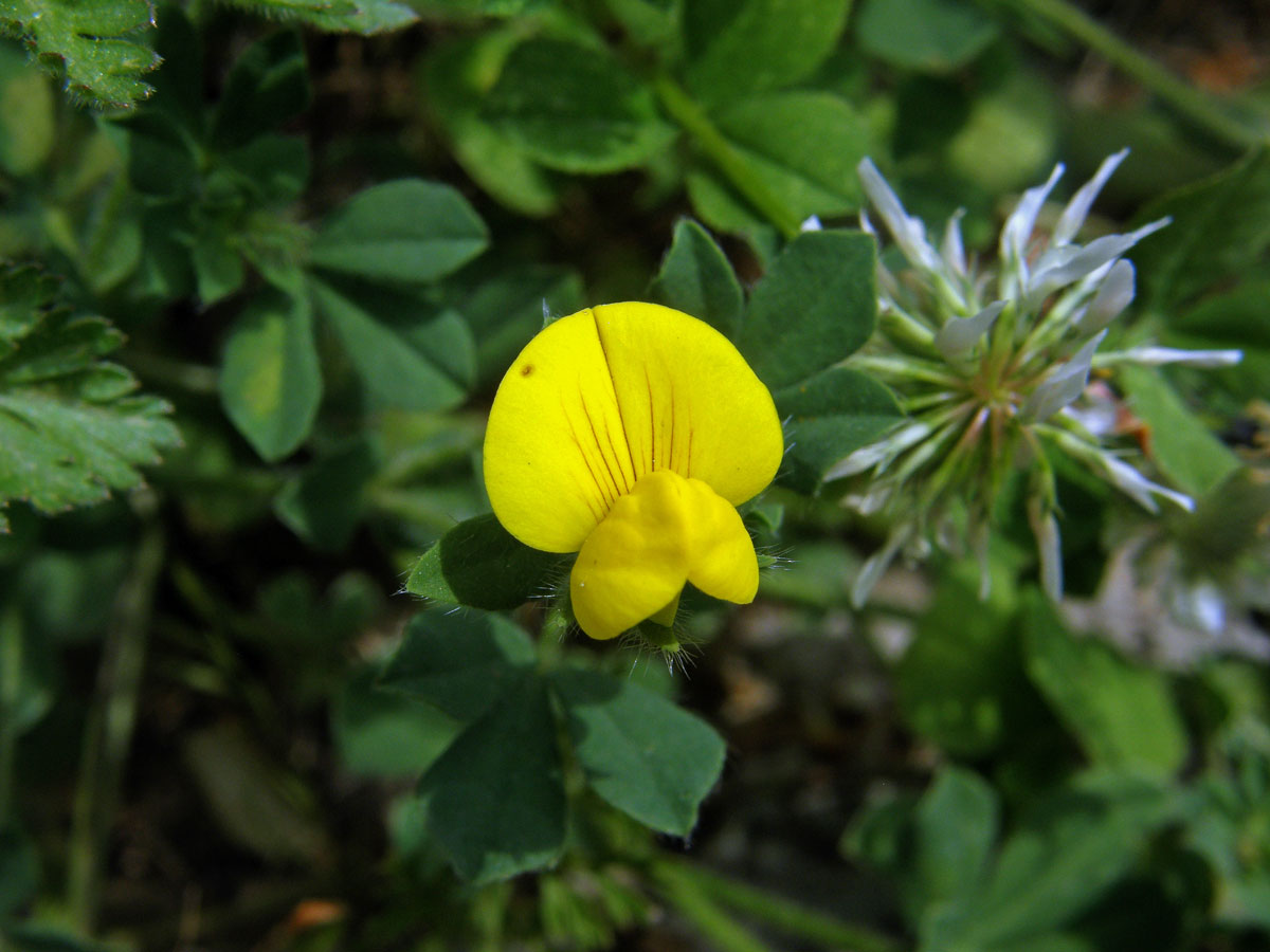 Štírovník jedlý (Lotus edulis L.)