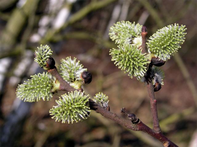 Vrba jíva (Salix caprea L.)