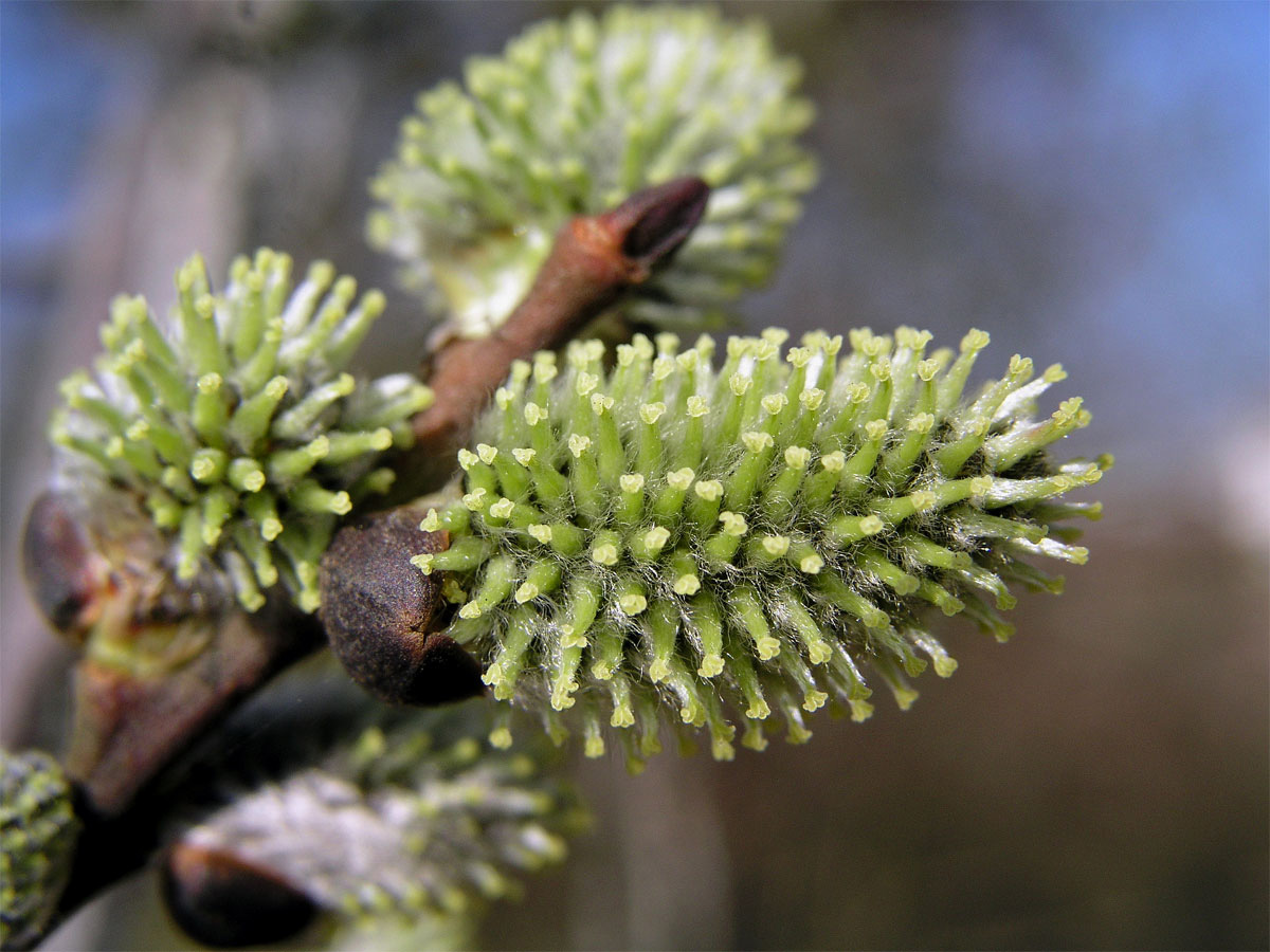 Vrba jíva (Salix caprea L.)