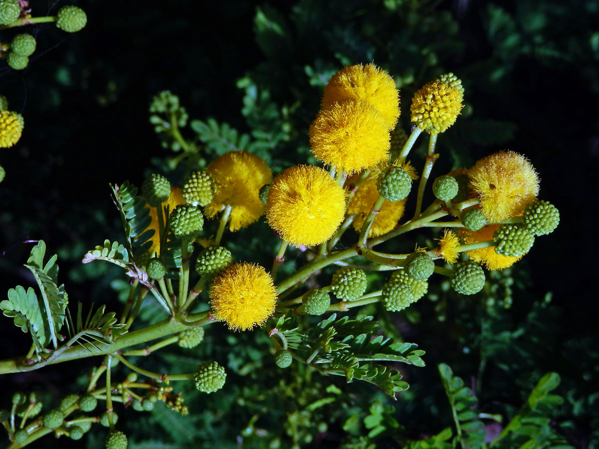 Akácie (Acacia farnesiana (L.) Willd.)