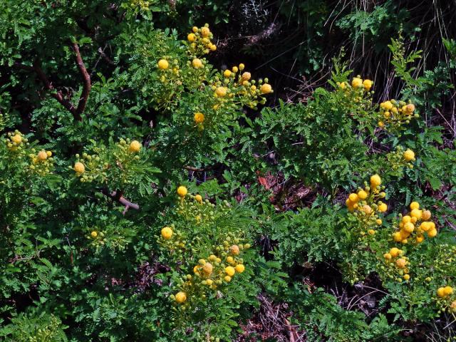 Akácie (Acacia farnesiana (L.) Willd.)