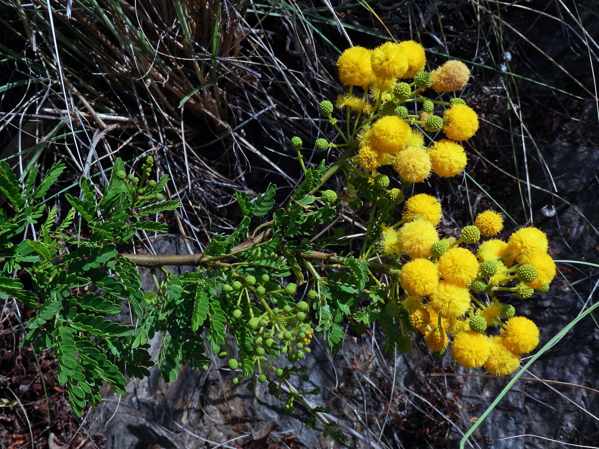 Akácie (Acacia farnesiana (L.) Willd.)