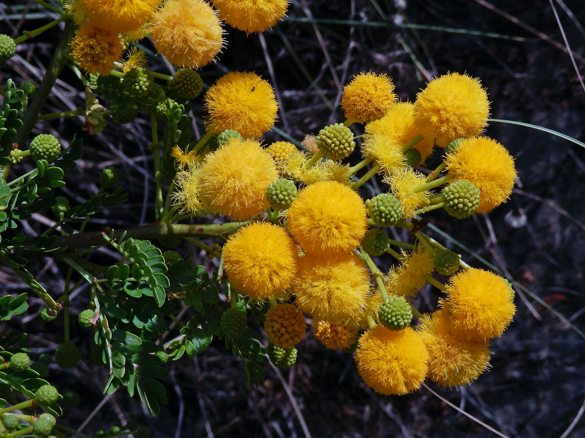 Akácie (Acacia farnesiana (L.) Willd.)