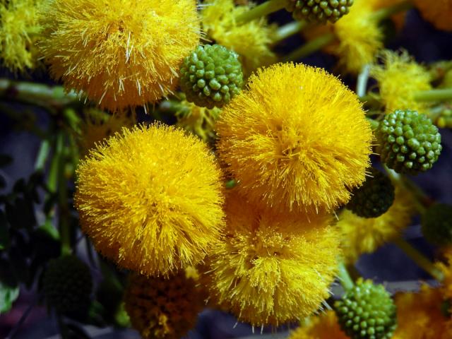 Akácie (Acacia farnesiana (L.) Willd.)