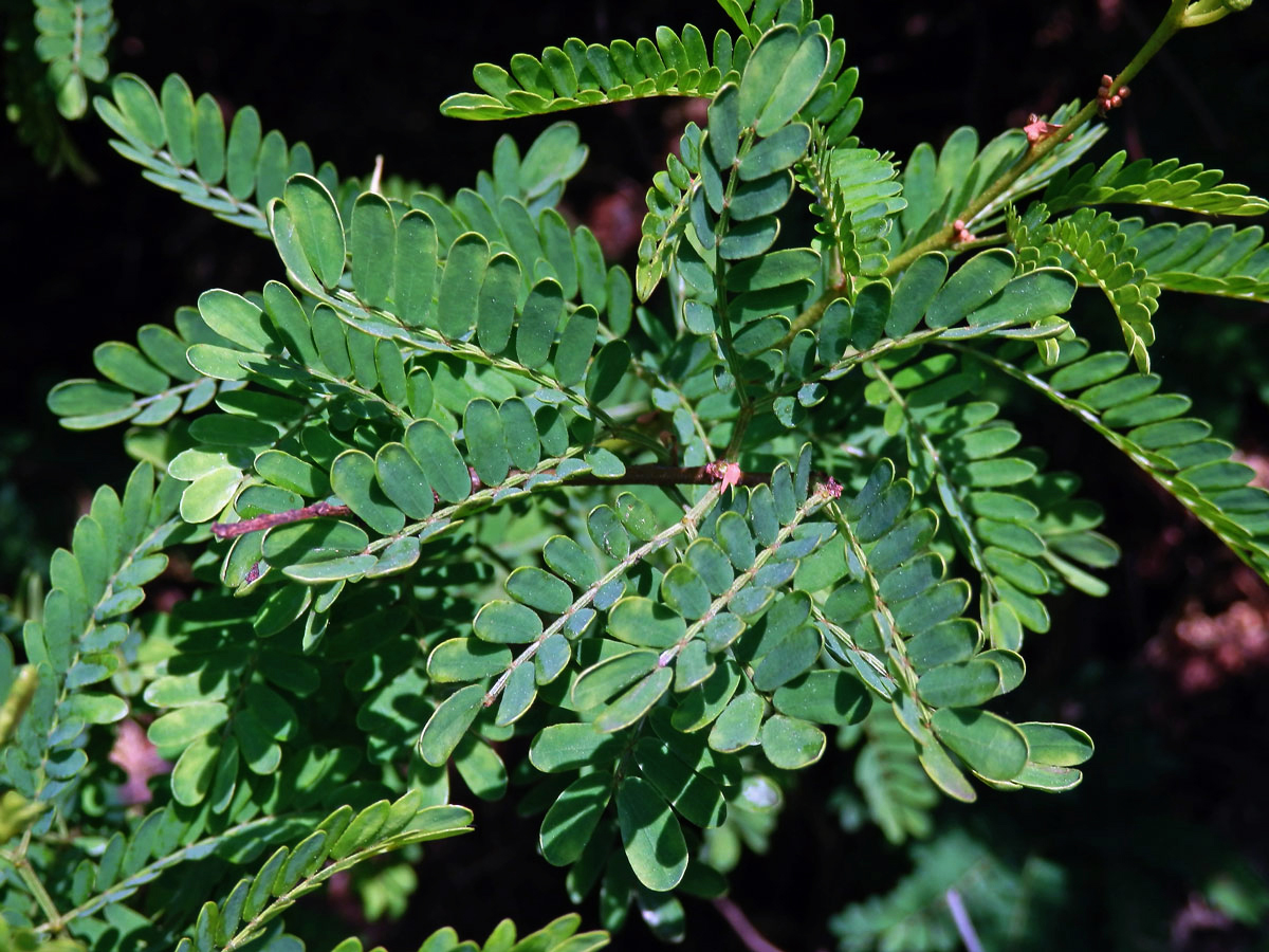 Akácie (Acacia farnesiana (L.) Willd.)