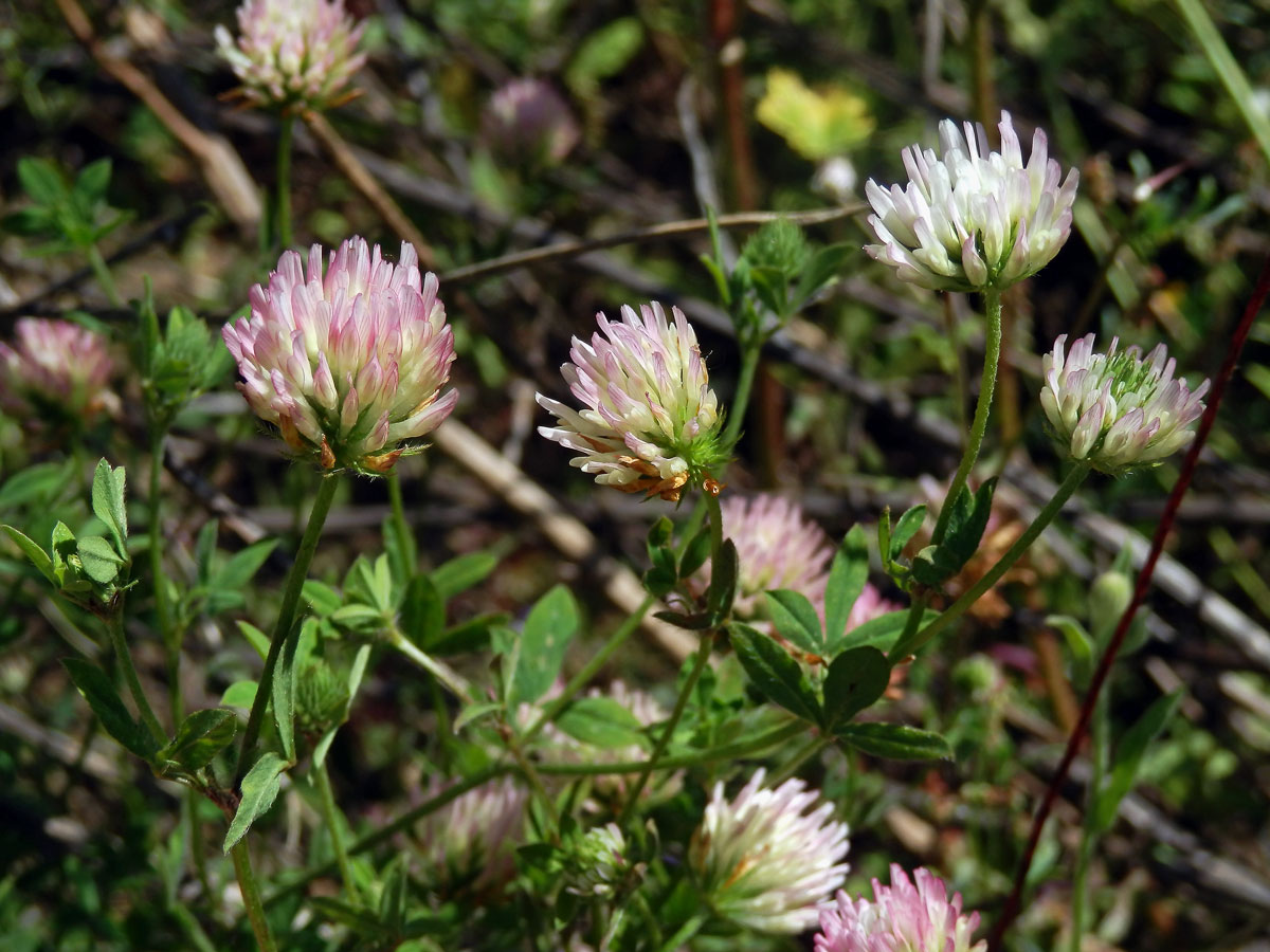 9_Bobovité: Jetel (Trifolium)