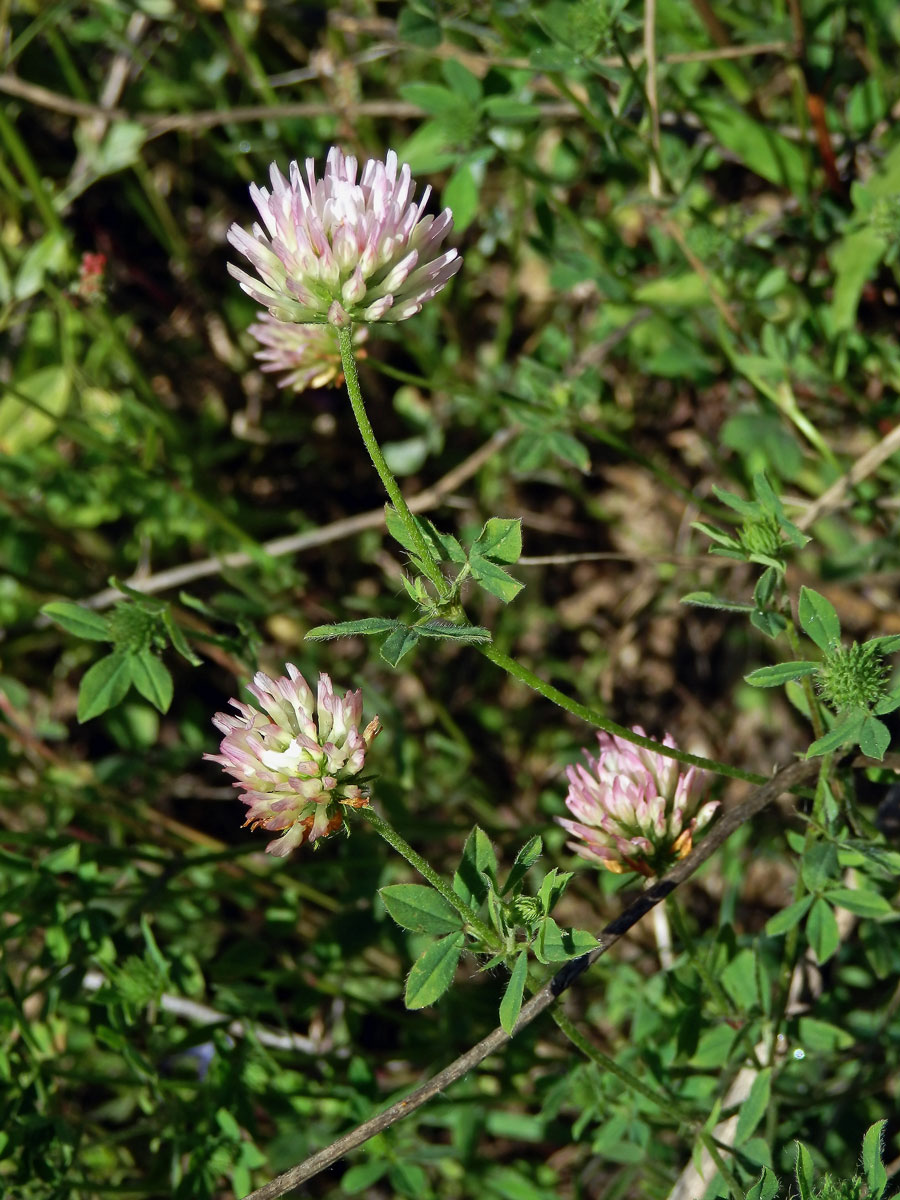 9_Bobovité: Jetel (Trifolium)