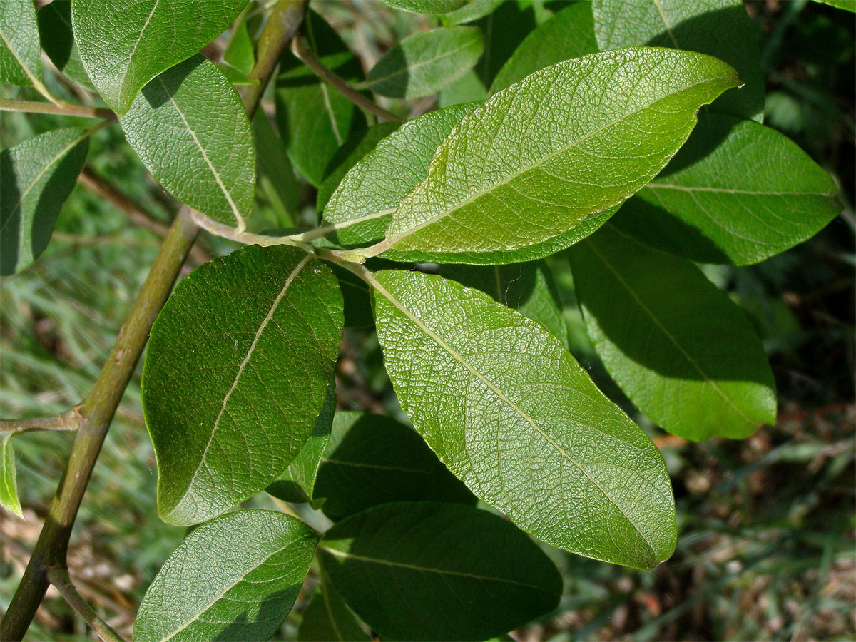 Vrba jíva (Salix caprea L.)