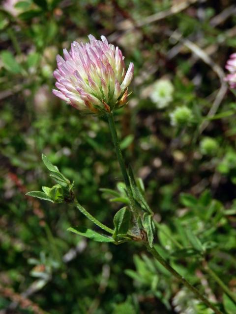 9_Bobovité: Jetel (Trifolium)