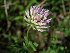 9_Bobovité: Jetel (Trifolium)