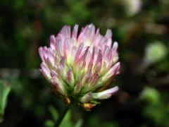 9_Bobovité: Jetel (Trifolium)