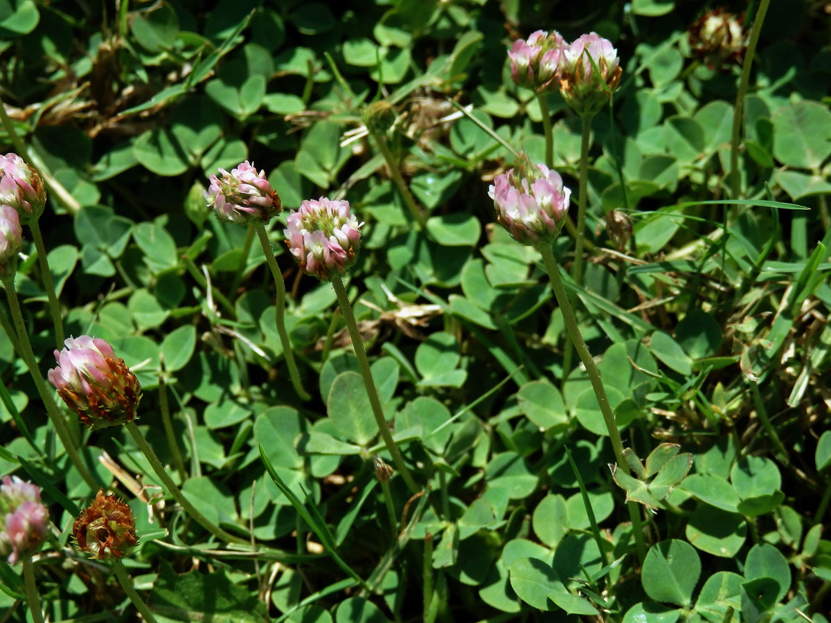 10_Bobovité: Jetel (Trifolium)