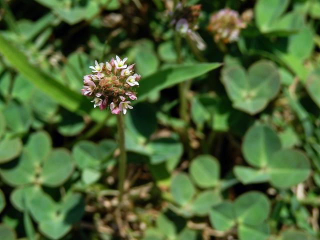 10_Bobovité: Jetel (Trifolium)