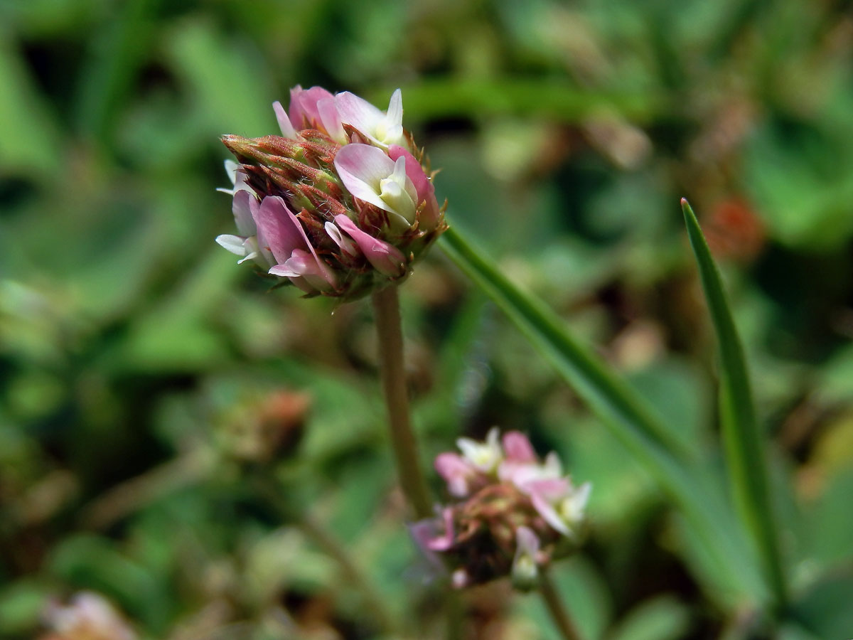 10_Bobovité: Jetel (Trifolium)