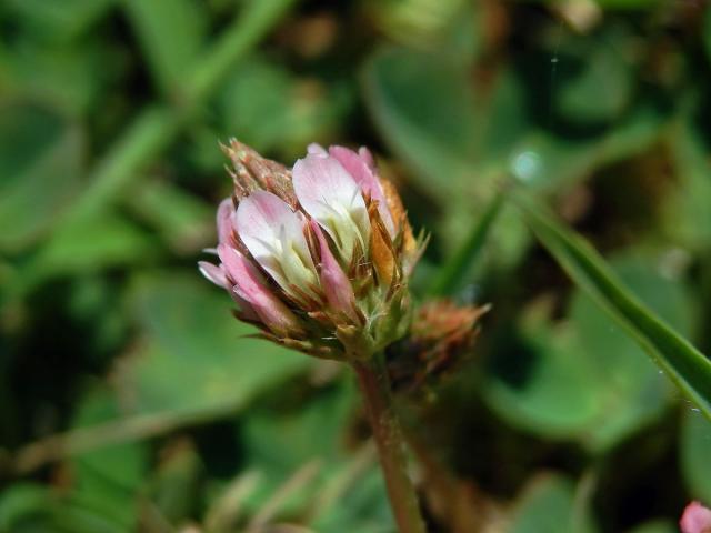 10_Bobovité: Jetel (Trifolium)