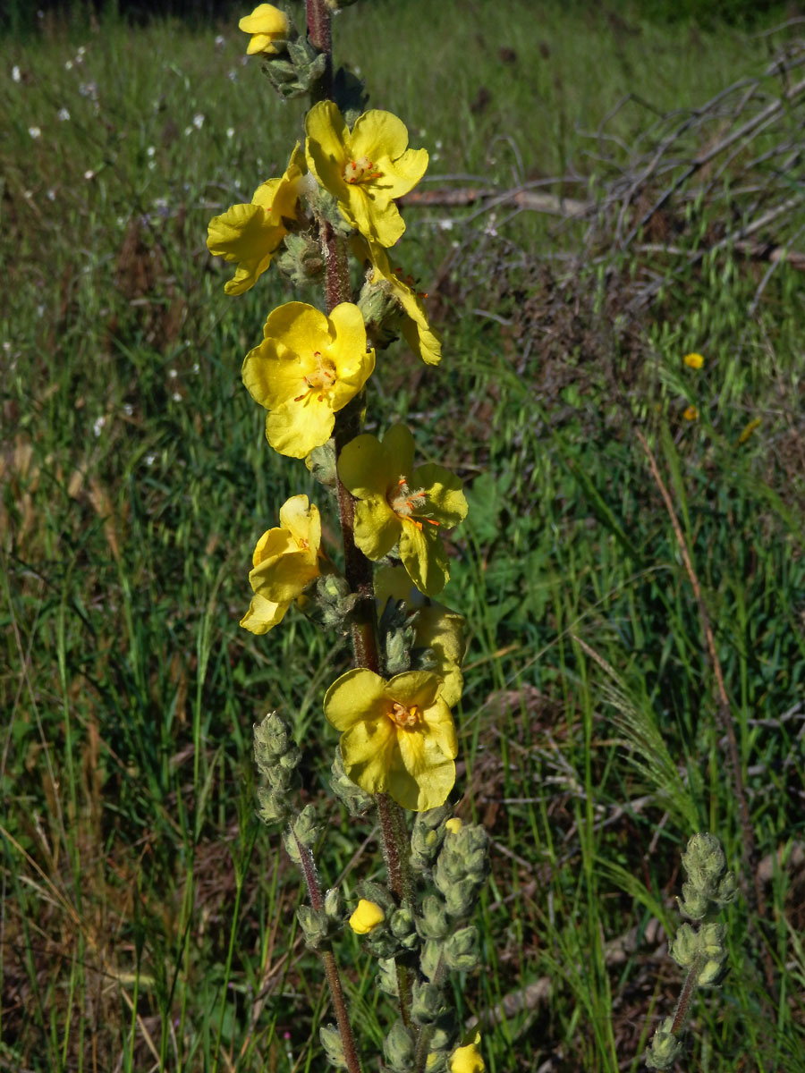 1_Krtičníkovitá: Divizna (Verbascum)