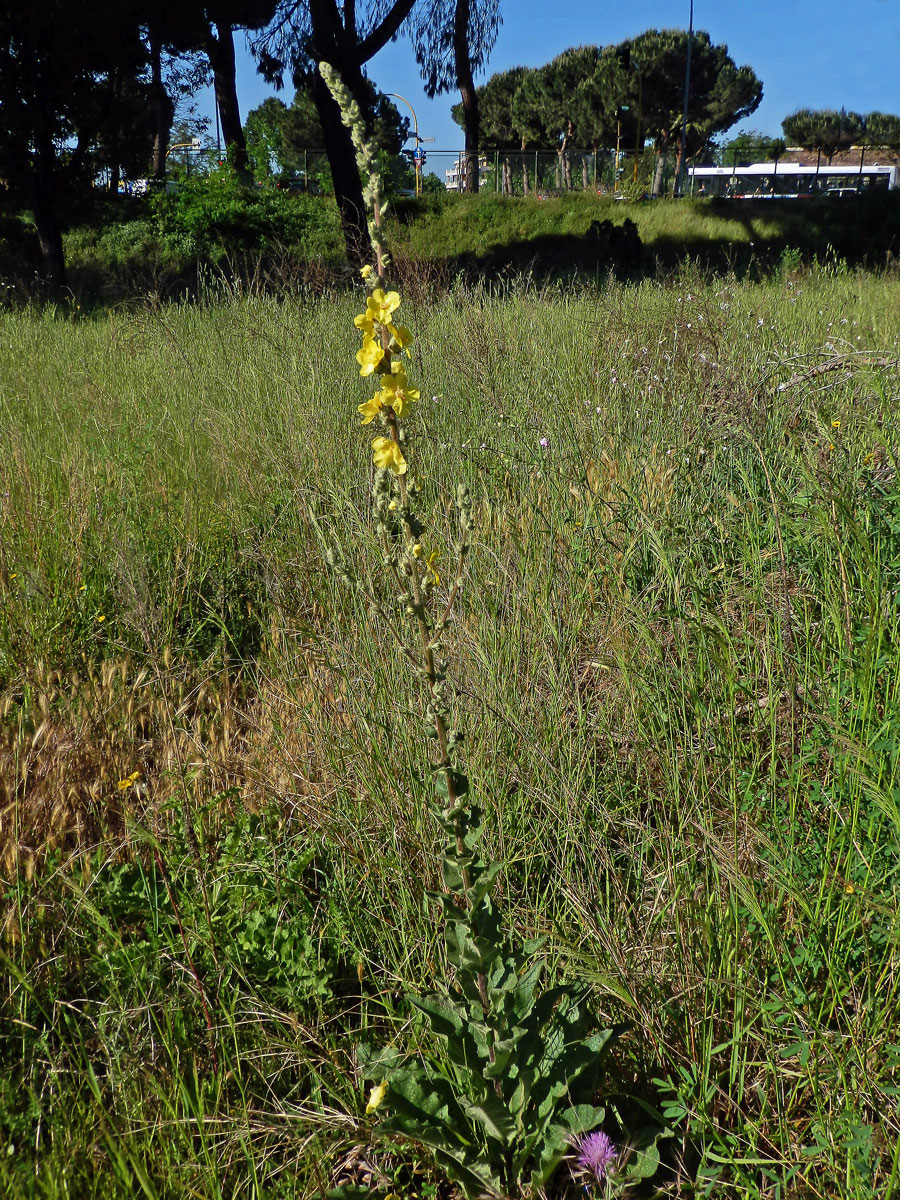 1_Krtičníkovitá: Divizna (Verbascum)