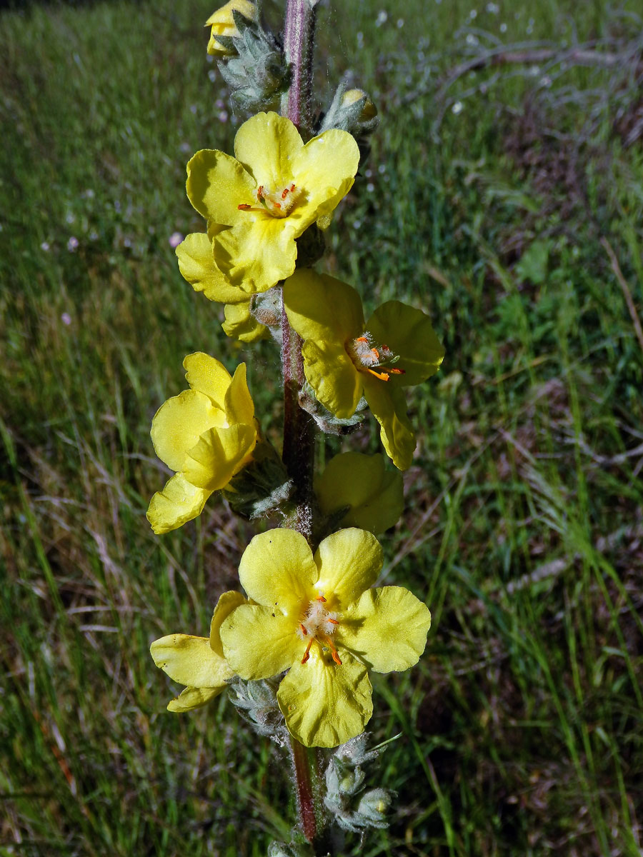 1_Krtičníkovitá: Divizna (Verbascum)