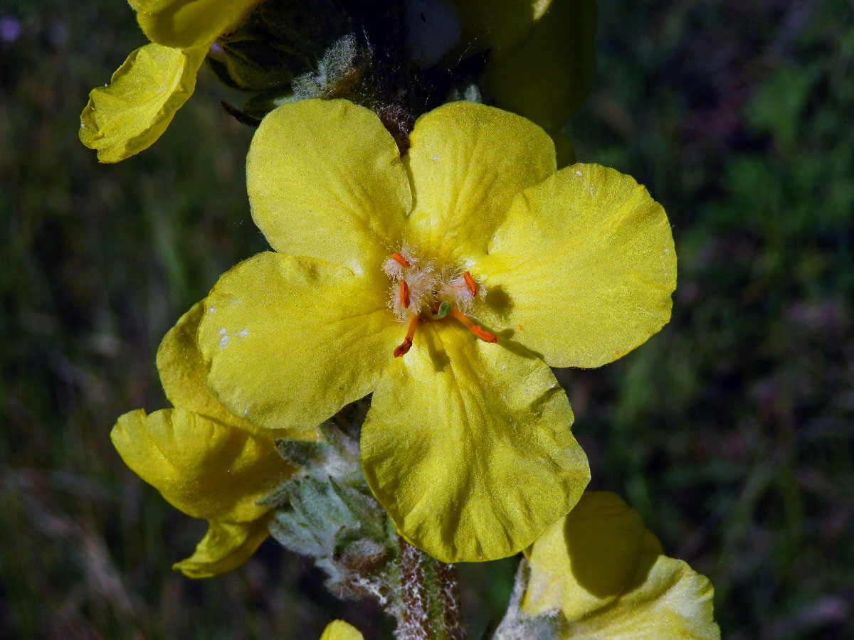 1_Krtičníkovitá: Divizna (Verbascum)