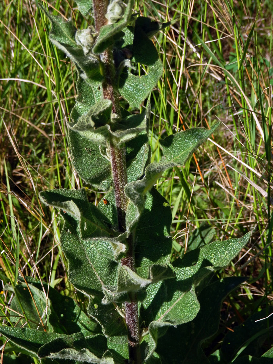 1_Krtičníkovitá: Divizna (Verbascum)