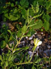 Pupalka (Oenothera laciniata Hill)